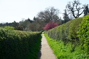 目隠し木には虫がつかない常緑樹が最適 おすすめの低木も紹介 くらし便利帖